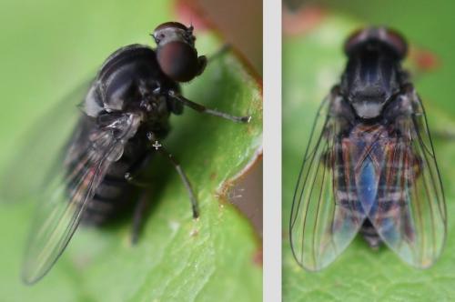 Réf. 266 139 : Lindneromyia dorsalis